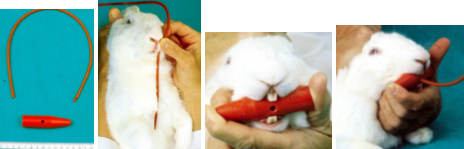<ul><li><p><span style="background-color: transparent;"><strong><mark data-color="yellow" style="background-color: yellow; color: inherit;">Oral dosing or nutritional support</mark> in rabbits is done via a stomach tube</strong></span></p></li><li><p><span style="background-color: transparent;">A <strong><mark data-color="yellow" style="background-color: yellow; color: inherit;">gag prevents the rabbit from biting the tube</mark>, a cylindrical plastical device and about 1.5 cm in diameter works well</strong></span></p></li><li><p><span style="background-color: transparent;">A <strong><mark data-color="yellow" style="background-color: yellow; color: inherit;">red rubber tube catheter 2-4 mm in diameter works well as a stomach tube in rabbits</mark></strong></span></p></li><li><p><span style="background-color: transparent;">Estimate the length of the tube required to reach the stomach <strong><mark data-color="yellow" style="background-color: yellow; color: inherit;">before insertion and mark it, using the measurement from the nose to the xiphoid process</mark></strong></span></p></li><li><p><span style="background-color: transparent;"><strong>Slide the gag in the side of the mouth behind the incisor teeth so that the hole is central and allows easy entry for the stomach tube</strong></span></p></li><li><p><span style="background-color: transparent;"><strong>Moisten the tube with lubricant</strong></span></p></li><li><p><span style="background-color: transparent;"><strong>Push it through the gag and with gentle pressure, the animal will swallow reflexively</strong></span></p></li><li><p><span style="background-color: transparent;"><strong>Attach the syringe to the tube and give the solution slowly</strong></span></p></li><li><p><span style="background-color: transparent;"><strong>Tube placement can be validated by the palpation of tube tubes in the throat and no air exiting the tube on exhalation</strong></span></p></li></ul><p></p>
