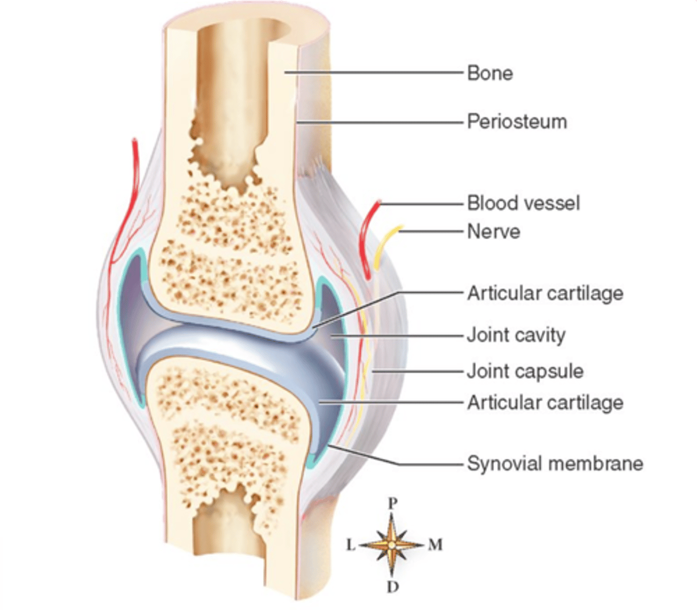 <p>With synovial joints, there is no periosteum found around the _____ cortices</p>