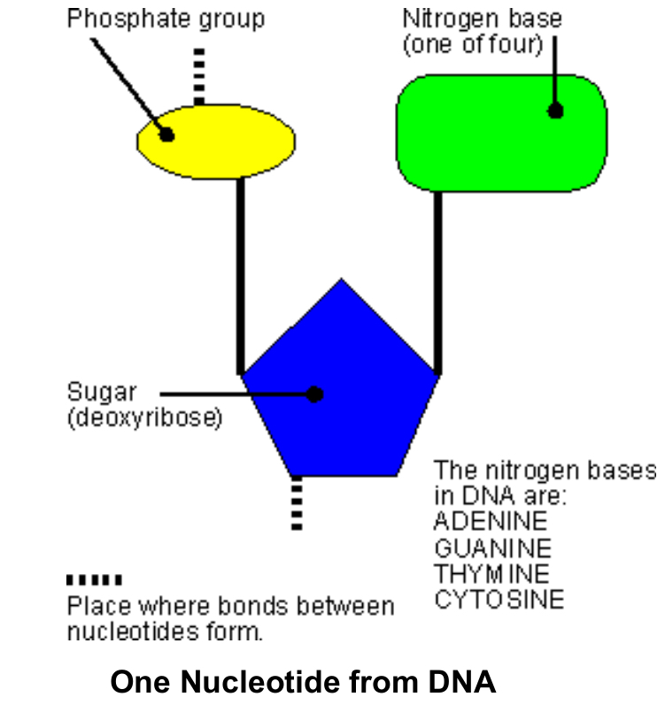 <p>Sugar (deoxyribose), phosphate group, one of four nitrogen bases</p>