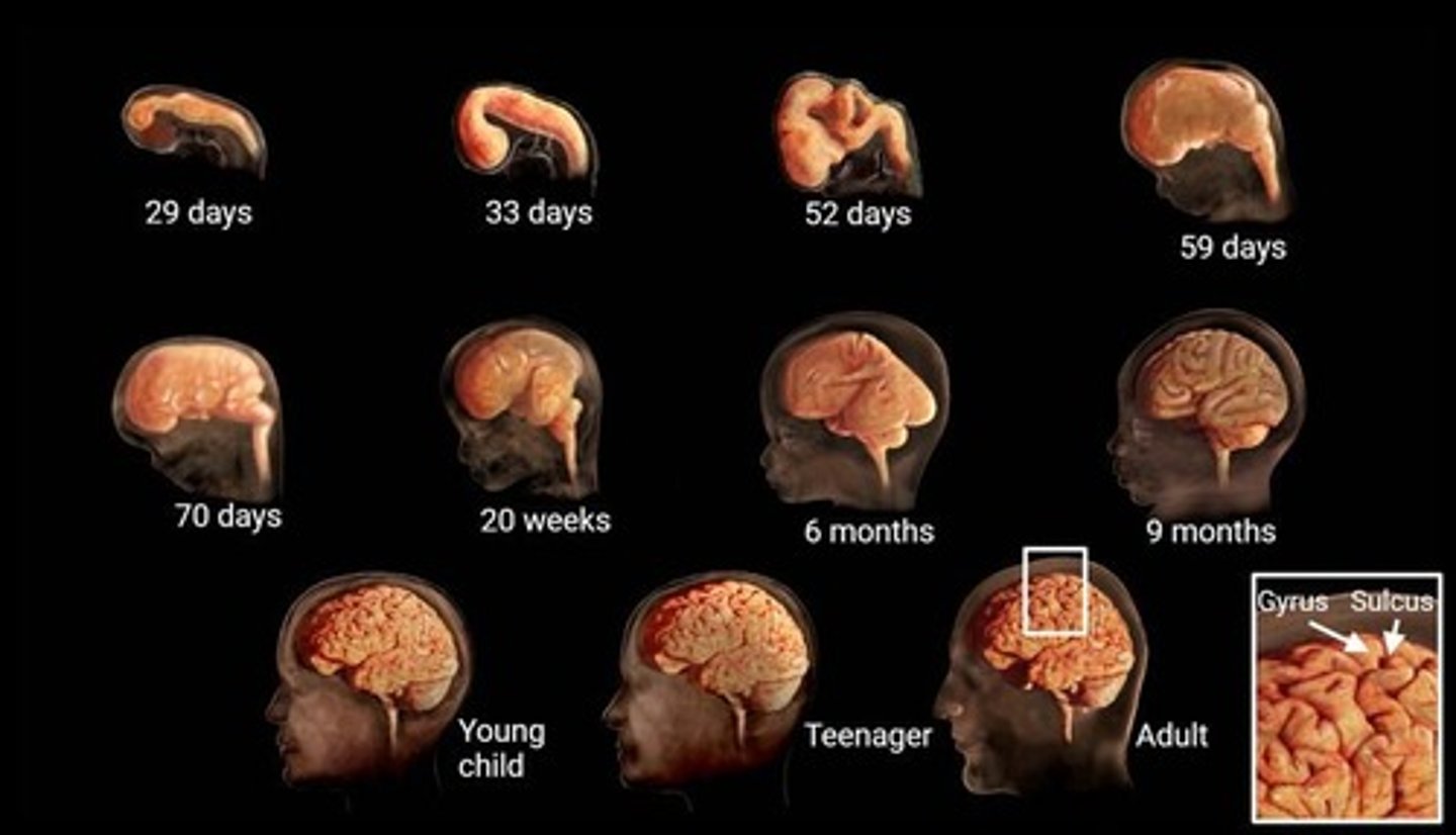 <p>The process where inner layers of the cortex form first, followed by outer layers, with radial glial cells transforming into astrocytes after layer formation.</p>