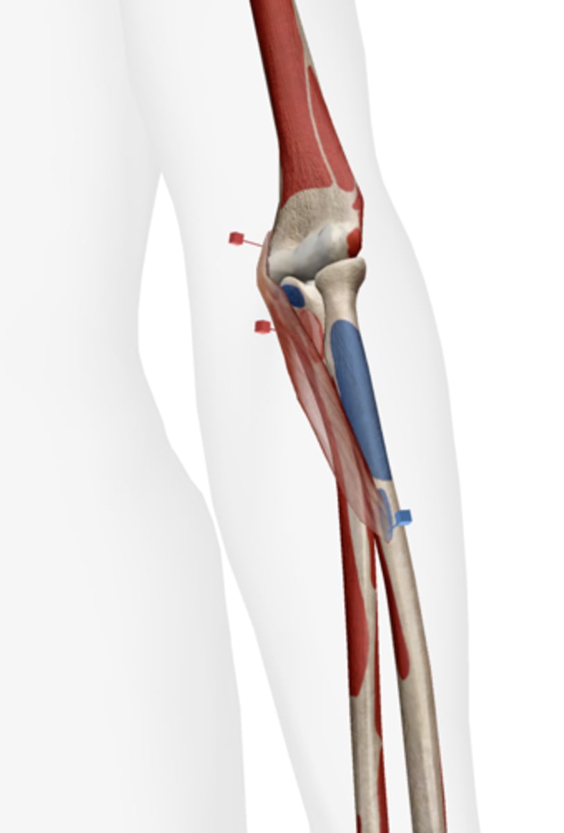 <p>lateral side of radius on the midbone</p>