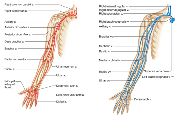 <ul><li><p>Doctors and respiratory technologist draw Blood Gas Samples from arteries. </p></li><li><p><mark data-color="yellow" style="background-color: yellow; color: inherit;">MLA/T’s do not do the procedure as it is outside their legal scope of practice in Canada. </mark></p></li><li><p>The sample can be obtained either through a catheter placed in an artery, or by using a needle and syringe to puncture an artery. </p><ul><li><p>These syringes are pre-heparinized and handled to minimize air exposure that will alter the blood gas values.</p><p></p></li></ul></li></ul><ul><li><p>The first choice is the radial artery, which is located on the thumb side of the wrist</p><ul><li><p>because of its small size</p></li><li><p>use of this artery requires extensive skill in arterial blood sampling. </p></li><li><p>Alternative sites for access are </p><ul><li><p>brachial arteries </p></li><li><p>femoral arteries</p></li></ul></li></ul></li></ul><p></p>