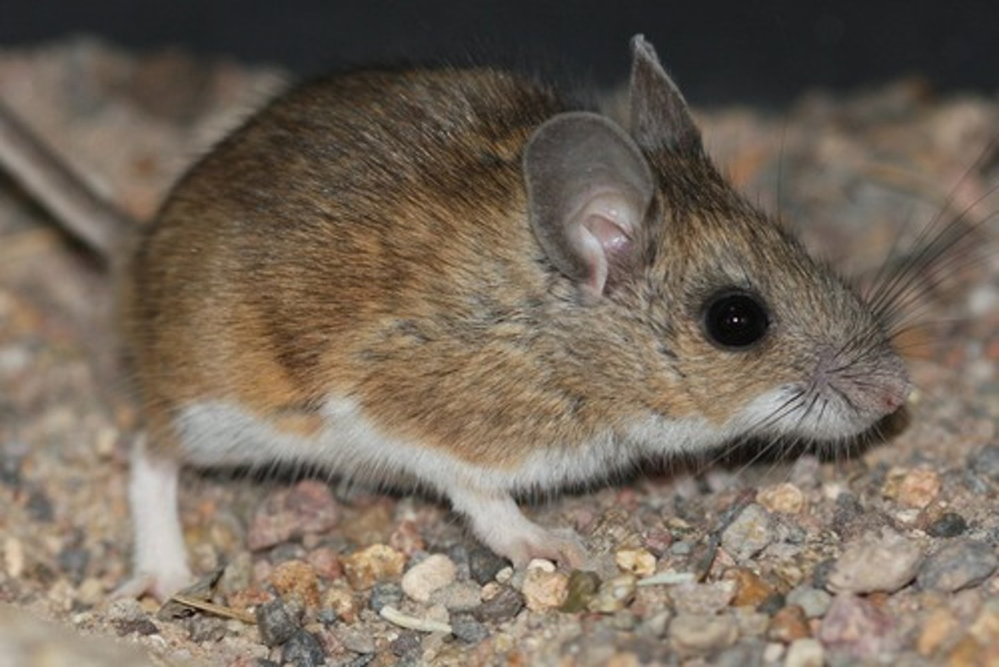 <p>Peromyscus leucopus</p>