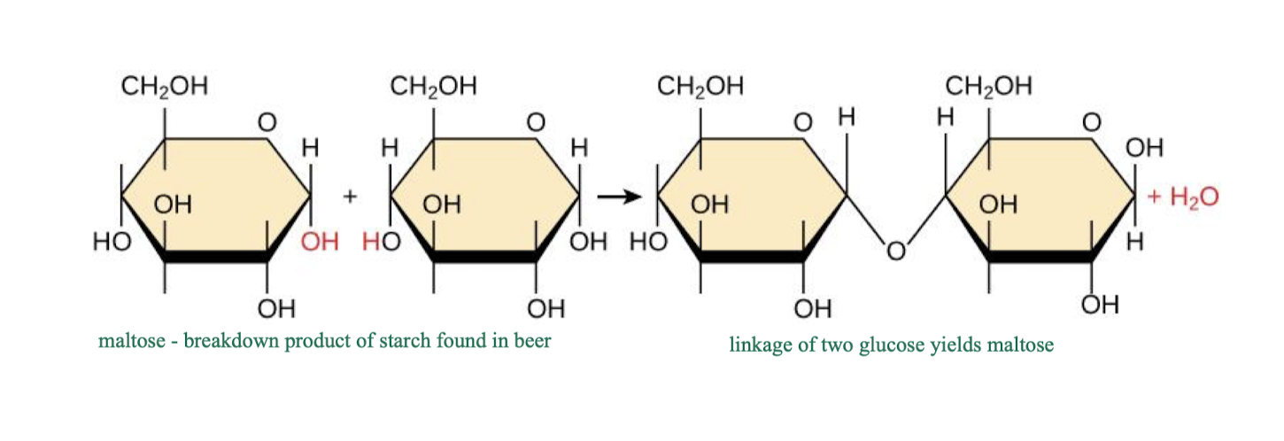 <ul><li><p>via glycosidic bonds to form disaccharides and polysaccharides</p></li><li><p>very strong binding</p><ul><li><p>glucose + glucose = maltose</p></li></ul></li></ul><p></p>