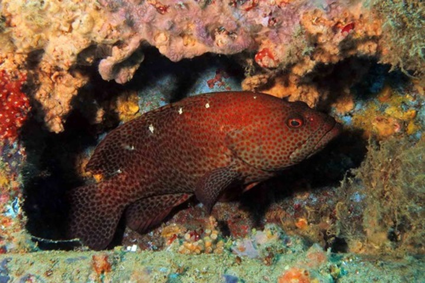 knowt flashcard image