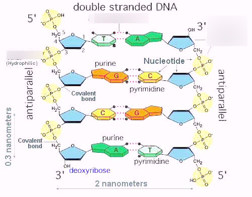 <ul><li><p><strong>Base to sugar</strong> → <strong>β-N-glycosidic bond</strong></p></li><li><p><strong>Sugar to phosphate to sugar</strong> → <strong>phosphodiester bond</strong>.</p><ul><li><p>Links nucleotides into a chain.</p></li><li><p>Always connects the <strong>5′ phosphate</strong> of one sugar to the <strong>3′ hydroxyl (–OH)</strong> of the next sugar.</p></li></ul></li></ul><p></p>