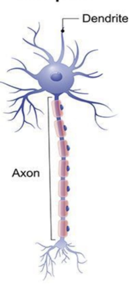 <p>what type of neuron is this?</p>