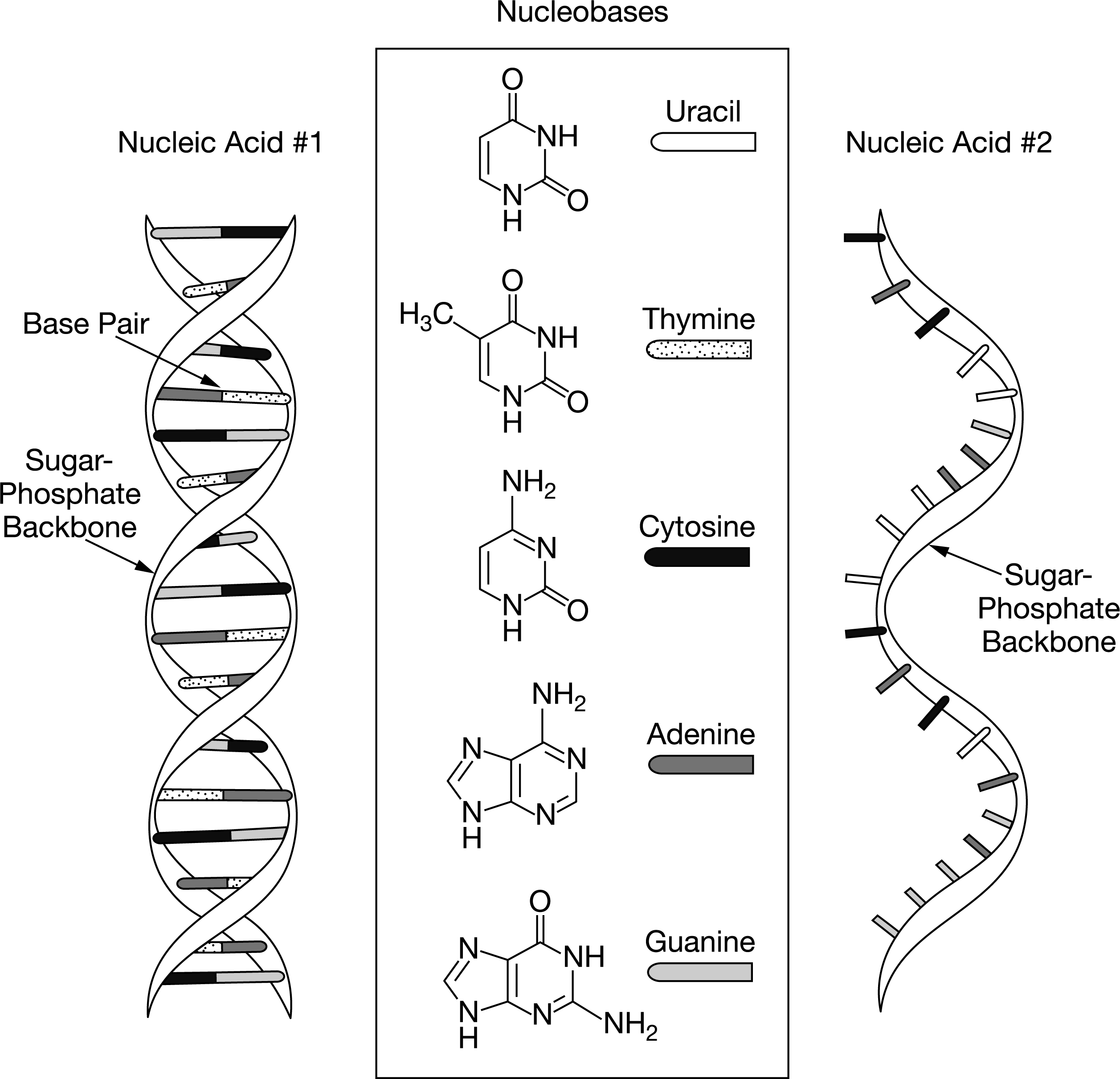 <p><span>Which of the following conclusions is most clearly supported by the representations of nucleic acid #1and nucleic acid #2?</span></p>