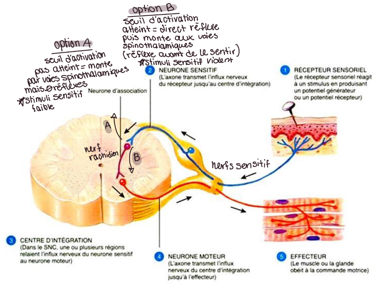 <p><span><strong>1. Stimulus sensoriel :</strong></span> Un réflexe spinal commence lorsqu’un stimulus est détecté par un récepteur sensoriel.</p><p><span><strong>2. Seuil d’activation :</strong></span> Si le stimulus est suffisamment fort (atteint le seuil), un potentiel d’action est généré)</p><p><span><strong>3. Propagation :</strong></span> Le signal se propage le long du neurone sensoriel vers la moelle épinière, le centre d'intégration.</p><p><span><strong>4. Arc réflexe :</strong></span> Le neurone sensoriel transmet le signal à un neurone moteur, directement ou via un interneurone de la moelle.<span>&nbsp;</span></p><p><span><strong>5. Réponse si seuil est atteint :</strong></span> Le neurone moteur provoque la contraction du muscle, produisant une réponse rapide = RÉFLEXE</p><p>**<span><strong>Réponse si seuil n'est pas atteint : </strong></span>le stimulus une fois dans la moelle, va monter par les voies spinothalamiques vers le cerveau pour qu'il décide ensuite s'il renvoie une réponse moteur ou non = PAS DE RÉFLEXE</p><p></p>