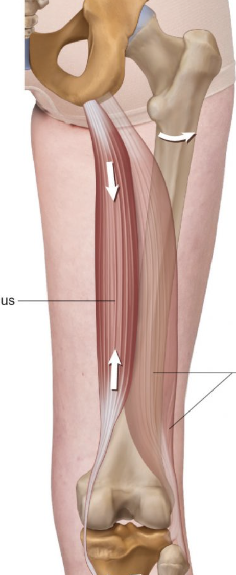 <p>Extends hip (femur); flexes knee</p>