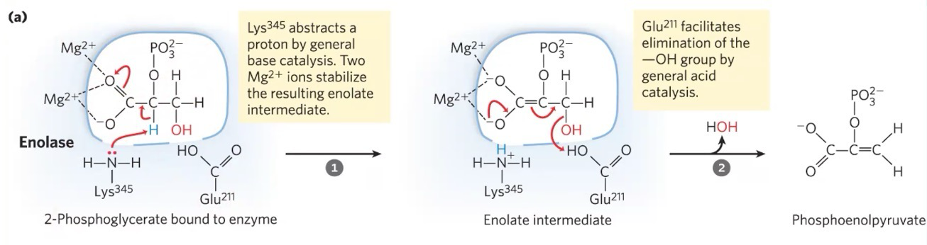 <p>Catalyzes dehydration of 2-phosphoglycerate to phosphoenolpyruvate; Requires metal ions (Mg<sup>+2</sup>) which acts as a cofactor</p><p>Lys345 attracts a proton via base catalysis. 2 Mg<sup>+2</sup> stabilizes structure. Glu211 eliminates OH group by acid catalysis</p>