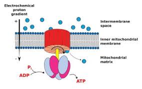 <p>Enzyme using proton gradient to produce ATP.</p>