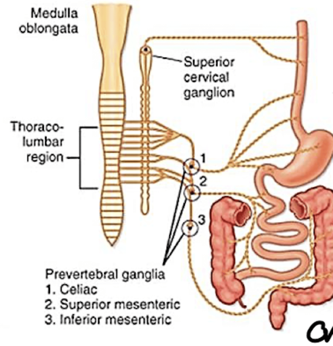 <p>only occurs in some circumstances - when in danger/stress body does not want to focus on digestion </p><p>• Preganglionic fibres (releasing ACh) synapse in the prevertebral ganglia. Postganglionic fibres (releasing NA) innervate mainly enteric neurones</p><p>• Functionally less important than the parasympathetic</p><p>division</p><p>• Inhibitory influences</p><p>• Decreased motility, secretion and blood flow</p><p>adrenaline inhibits digestion </p>