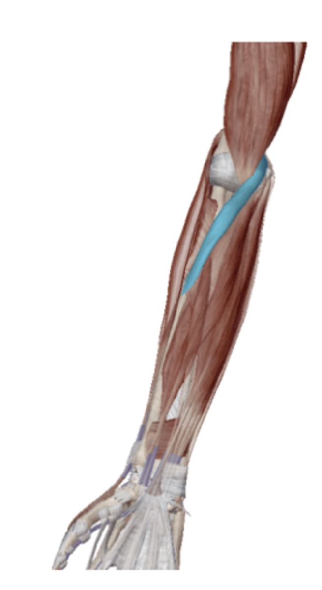 <p>What is the OIA of the Pronator Teres</p>