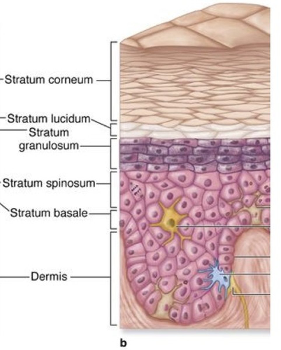 <p>epidermis, dermis</p>
