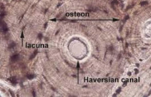 <p>dense and solid, providing structural support and strength to the skeleton.</p>