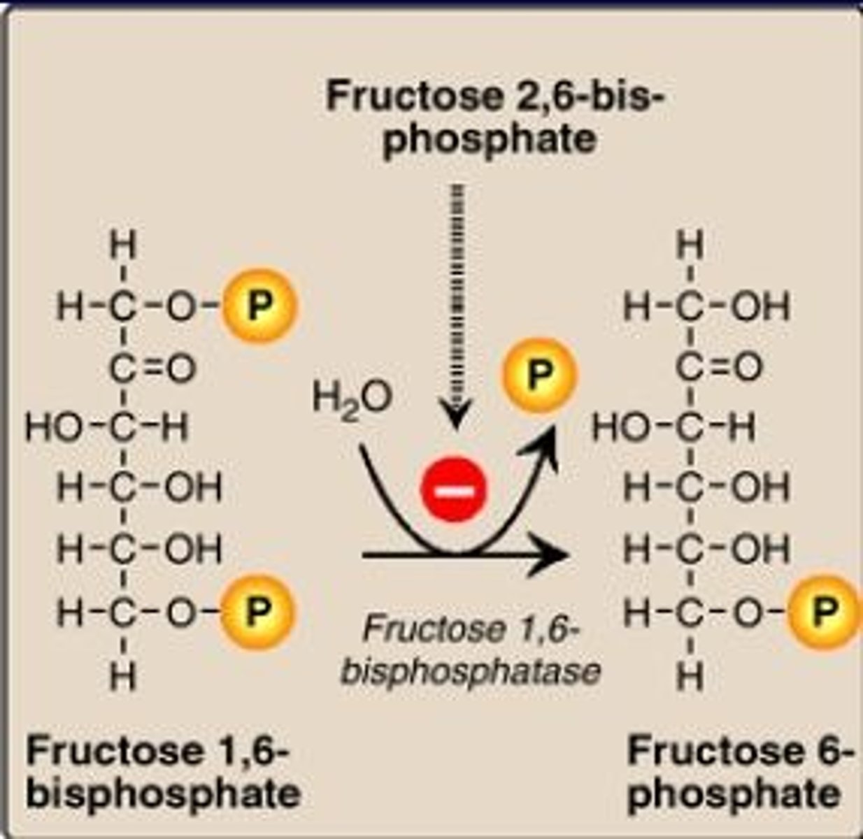 <p>Fructose 1,6 bisphosphatase</p>