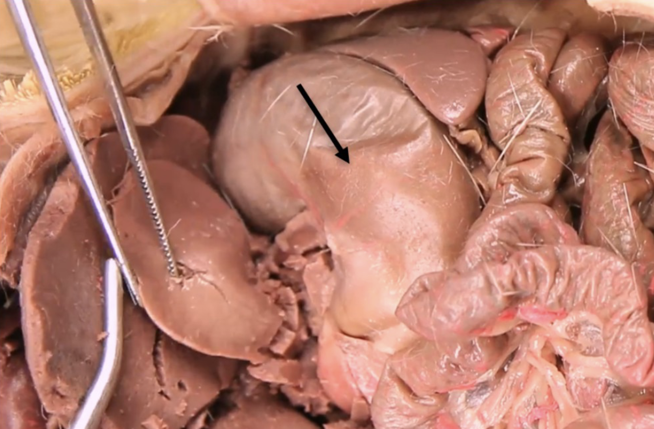 <p>What is this?</p>