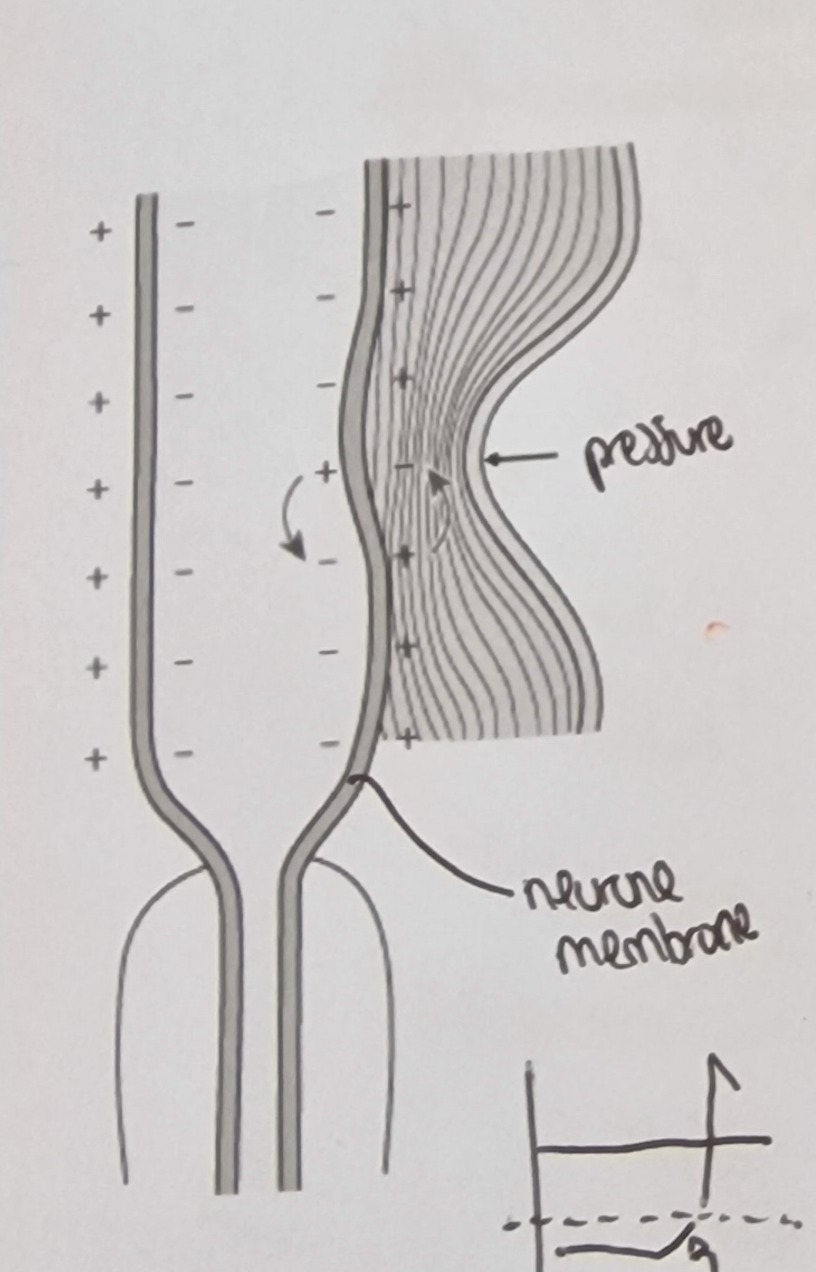 <ol><li><p><strong>Stretch mediated </strong>sodium ion channels in the membrane</p></li><li><p>Increased pressure:</p></li></ol><ul><li><p><strong>deforms </strong>the lamella and the membrane</p></li><li><p><strong>deforms </strong>the sodium ion channels</p></li></ul><ol start="3"><li><p><strong>Na+ ion channels open</strong></p></li><li><p><strong>Na+ diffuse in</strong></p></li><li><p><strong>Depolarisation </strong>of the membrane leading to a <strong>generator potential</strong></p></li><li><p>If a generator potential reaches threshold potential, an action potential will be produced </p></li></ol><p></p>