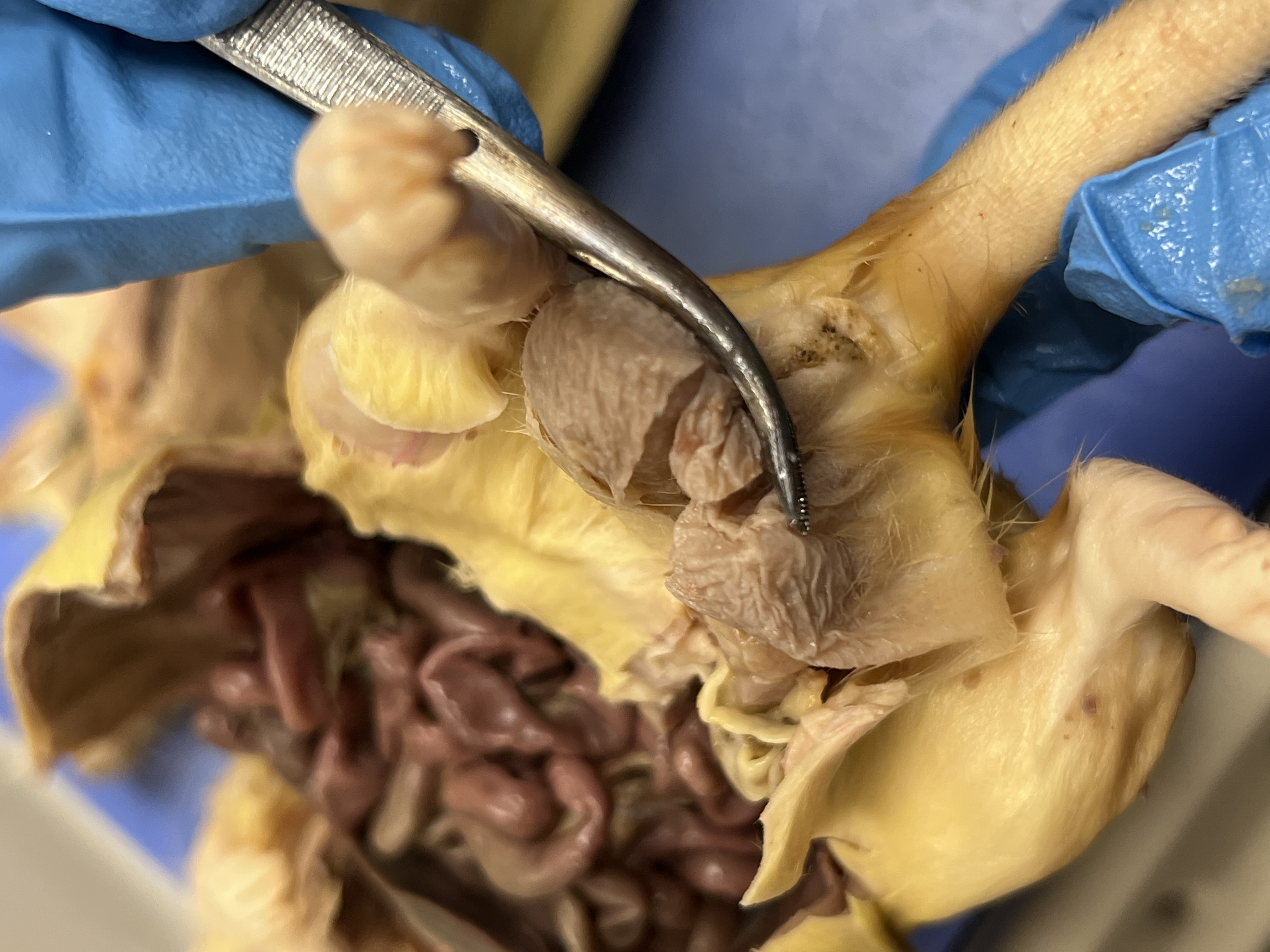 <p>Rat dissection</p>