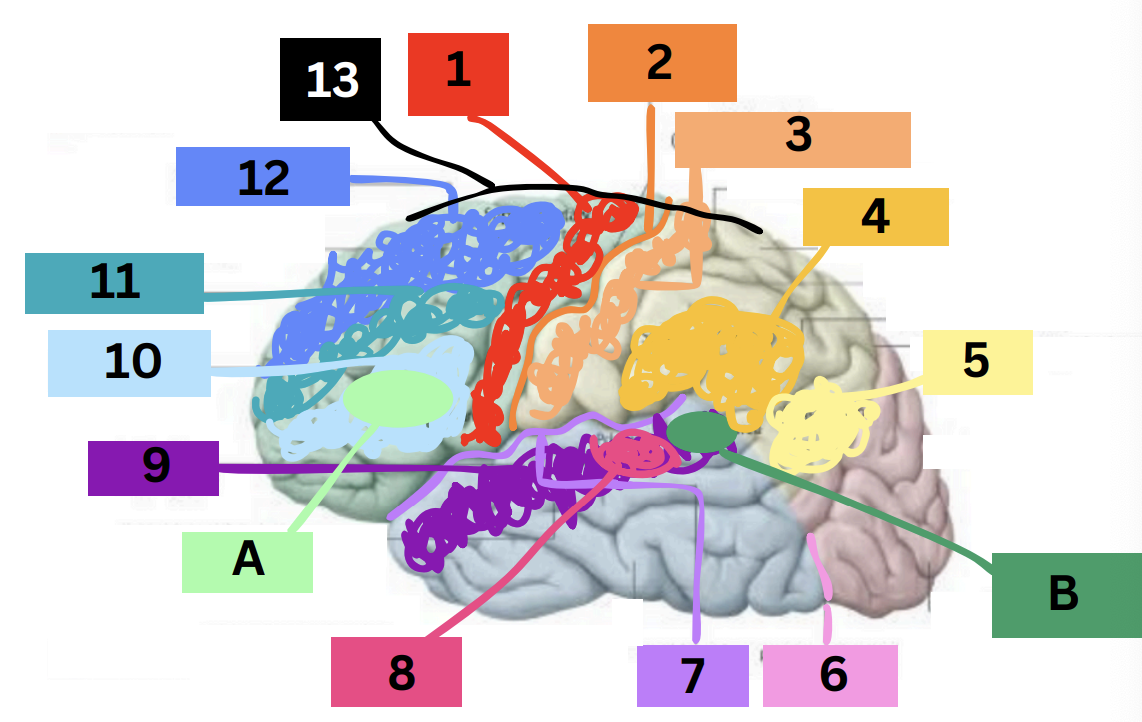 <p><strong><u>Precentral gyrus</u></strong></p><ul><li><p>Primary motor cortex</p></li><li><p>Controls bodily movements</p></li></ul><p></p>