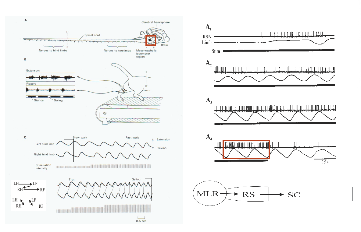 <ul><li><p>activates the <strong>reticulospinal</strong> system</p><ul><li><p>→ switch on movements</p></li></ul></li><li><p>THEREFORE: the descending systems allow the brain to <strong>modulate</strong> spinal locomotor networks (and their sensory inputs)</p><ul><li><p>so that the output is <strong>appropriate for particular tasks</strong></p></li></ul></li><li><p><em>analogous structures have been found in other vertebrate systems</em></p></li></ul><p></p>