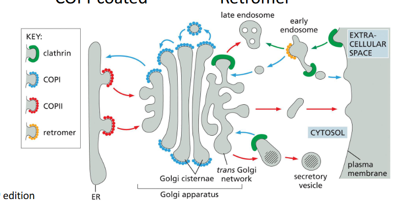 <p><strong>Definition:</strong> membrane-bound carriers that move cargo between organelles or to the cell surface. Their formation is spatially regulated and directionally specific.</p><p><span data-name="small_blue_diamond" data-type="emoji">🔹</span> Key Concepts</p><ol><li><p><strong>Directional Transport</strong></p><ul><li><p>Vesicles move cargo <strong>from donor to target membranes</strong></p></li><li><p>Directionality is determined by <strong>coat type</strong>, <strong>Rab GTPases</strong>, and <strong>SNAREs</strong></p></li></ul></li><li><p><strong>Specialized Membrane Regions</strong></p><ul><li><p>Vesicles bud from <strong>defined membrane domains</strong> (e.g., ER exit sites, trans-Golgi network)</p></li></ul></li><li><p><strong>Four Major Vesicle Types</strong></p></li></ol><p>COPII (ER → Golgi), COPI (Golgi → ER), Clathrin (PM/TGN → Endosome), Retromer (Endosome → trans Golgi network/PM)</p>
