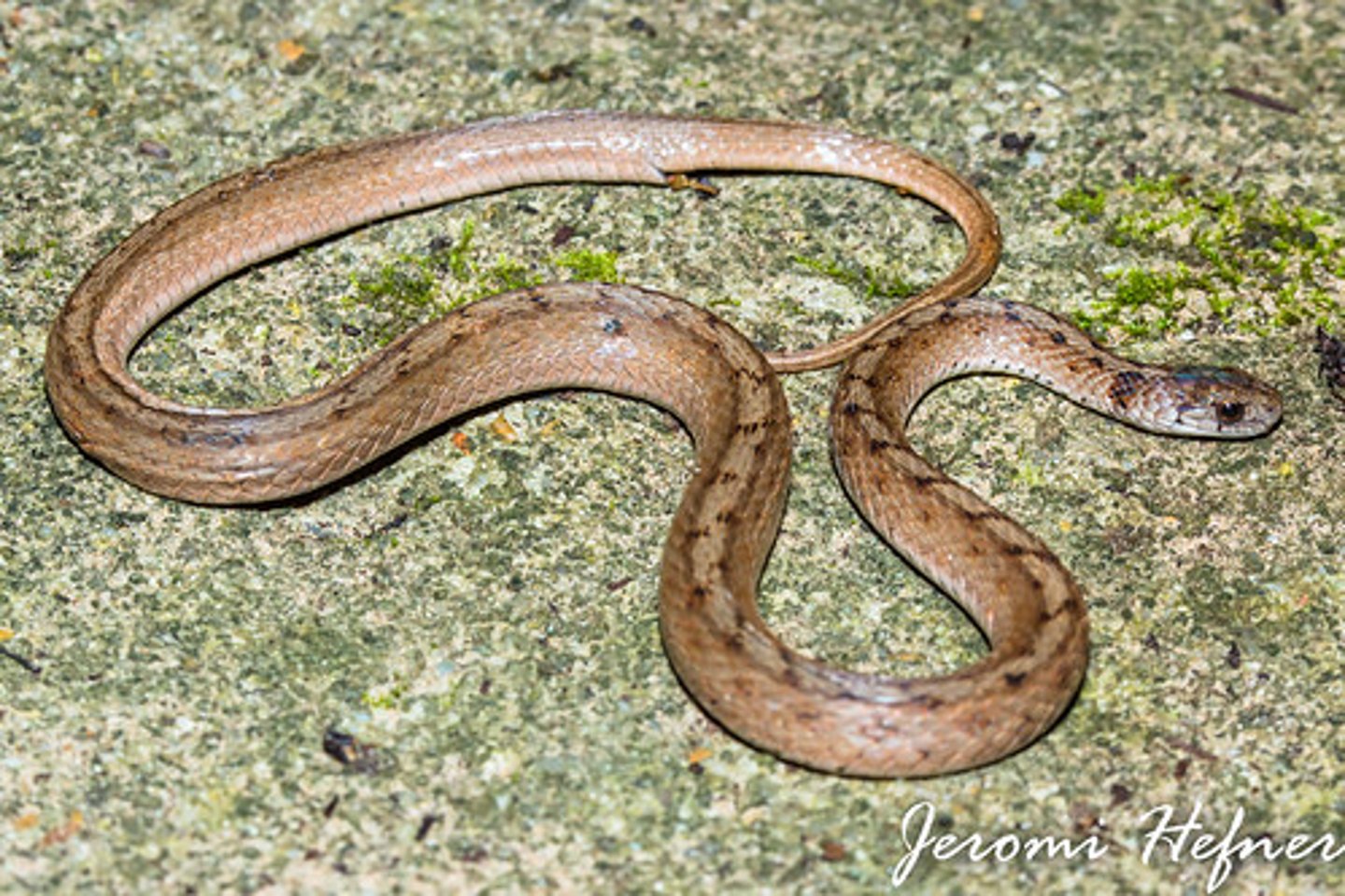 <p>Storeria dekayi</p><p>Order: Squamata</p><p>Family: Natricidae</p>