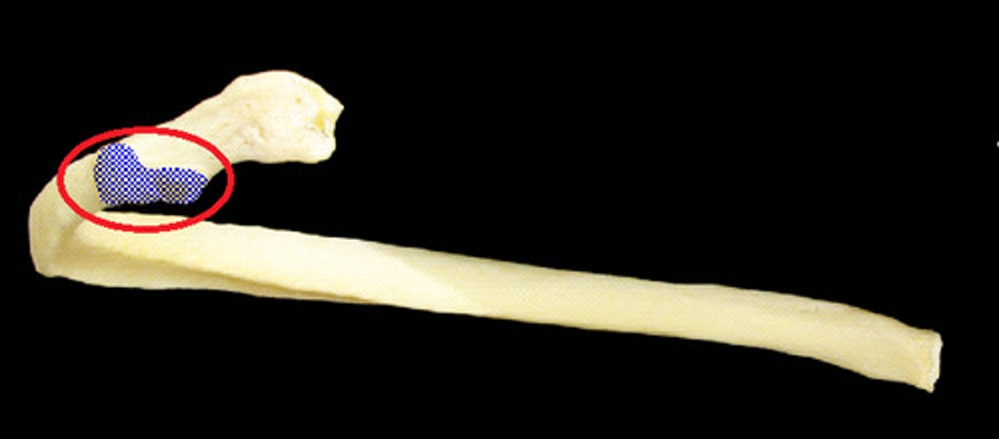 <p>Of the Rib. small rounded process of rib that articulates with transverse process of the thoracic vertebrae</p>