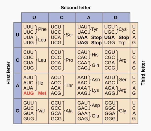<p>Below is a DNA template strand:</p><p>3’ TAC CGA TGT GCC CCA ATT 5’</p><p>What is the amino acid sequence that would be produced in the protein?</p>