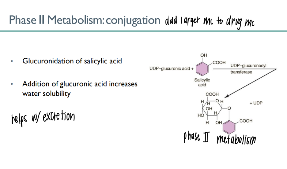 <p>phase II metabolism (conjugation) </p><p>adding glucuronic acid mc to drug → INCR water soluability → better EXCRETION in URINE </p>