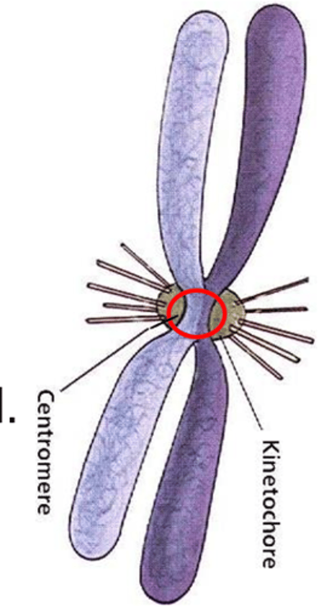 <p>What attaches to the center of chromosomes during metaphase?</p>