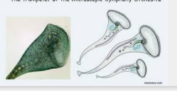 <p>What protist/fungus is this?</p>