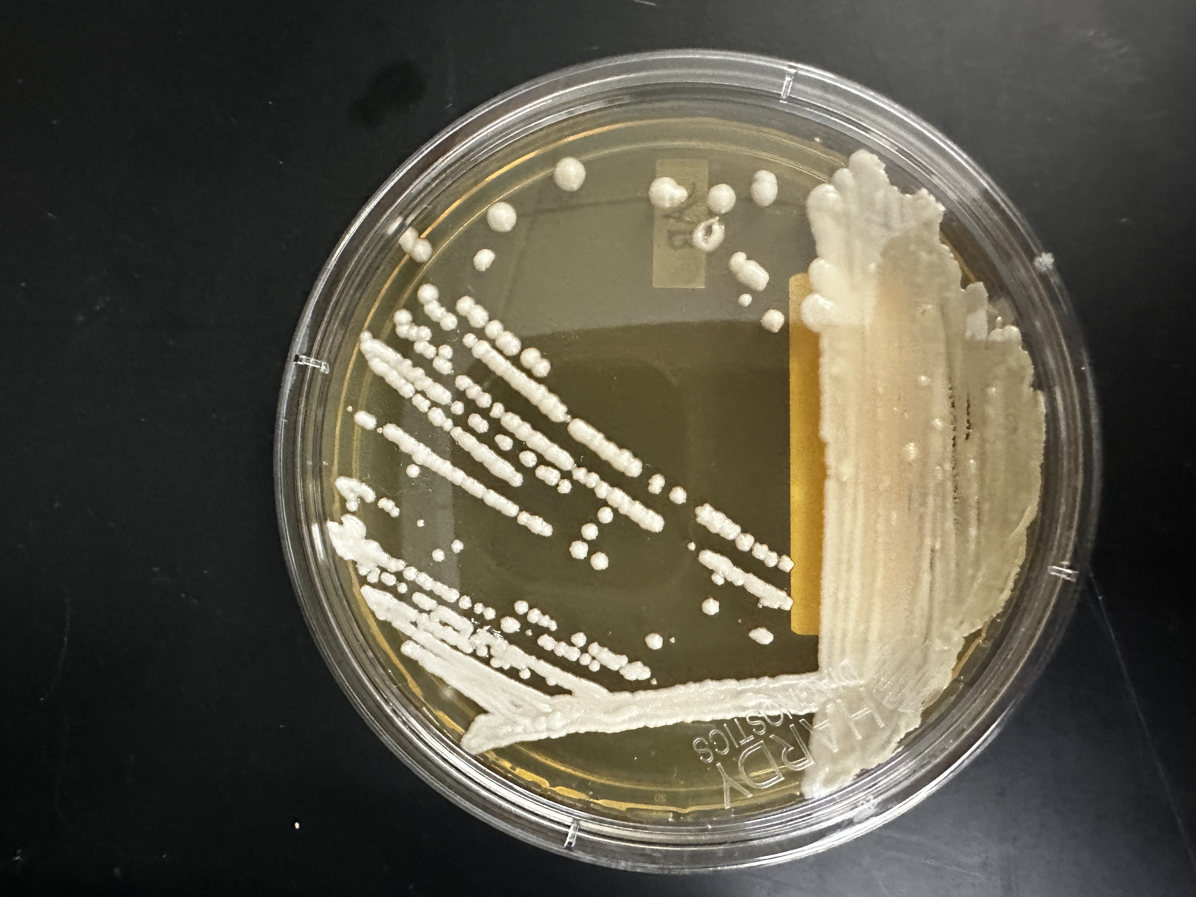 <p>Identify (Domain, Kingdom, Clade)</p>