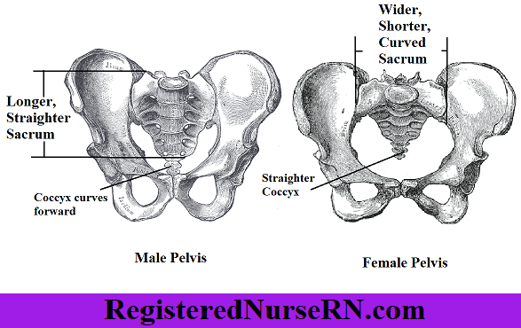 <p>Female has a wider pubic arch, a flexible and shorter coccyx, and a large birth canal in the center</p><p>Male has a more narrow pubic arch, a stiff and longer coccyx, and a fairly narrow center area</p>