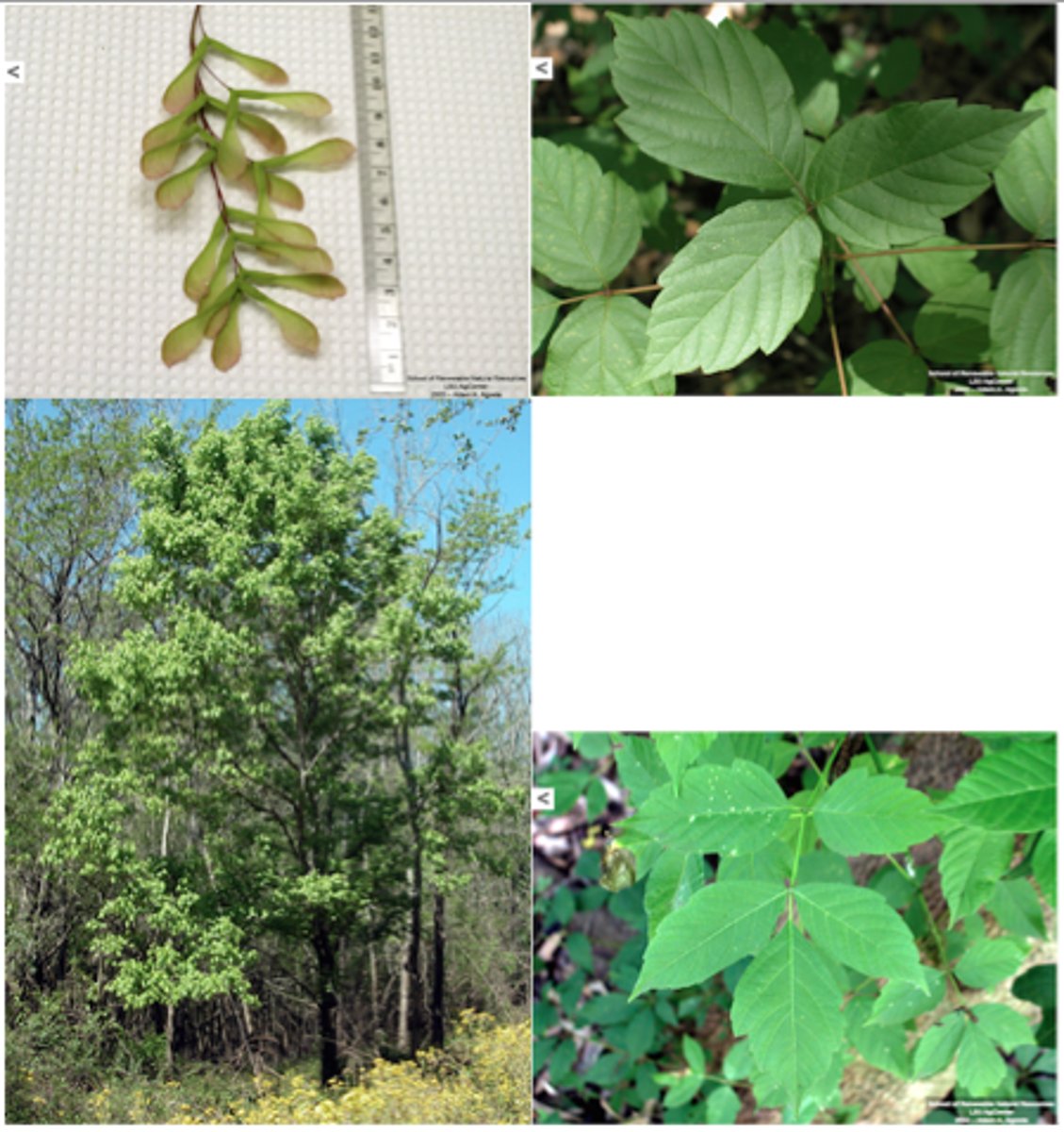 <p>Boxelder/ashleaf maple</p>