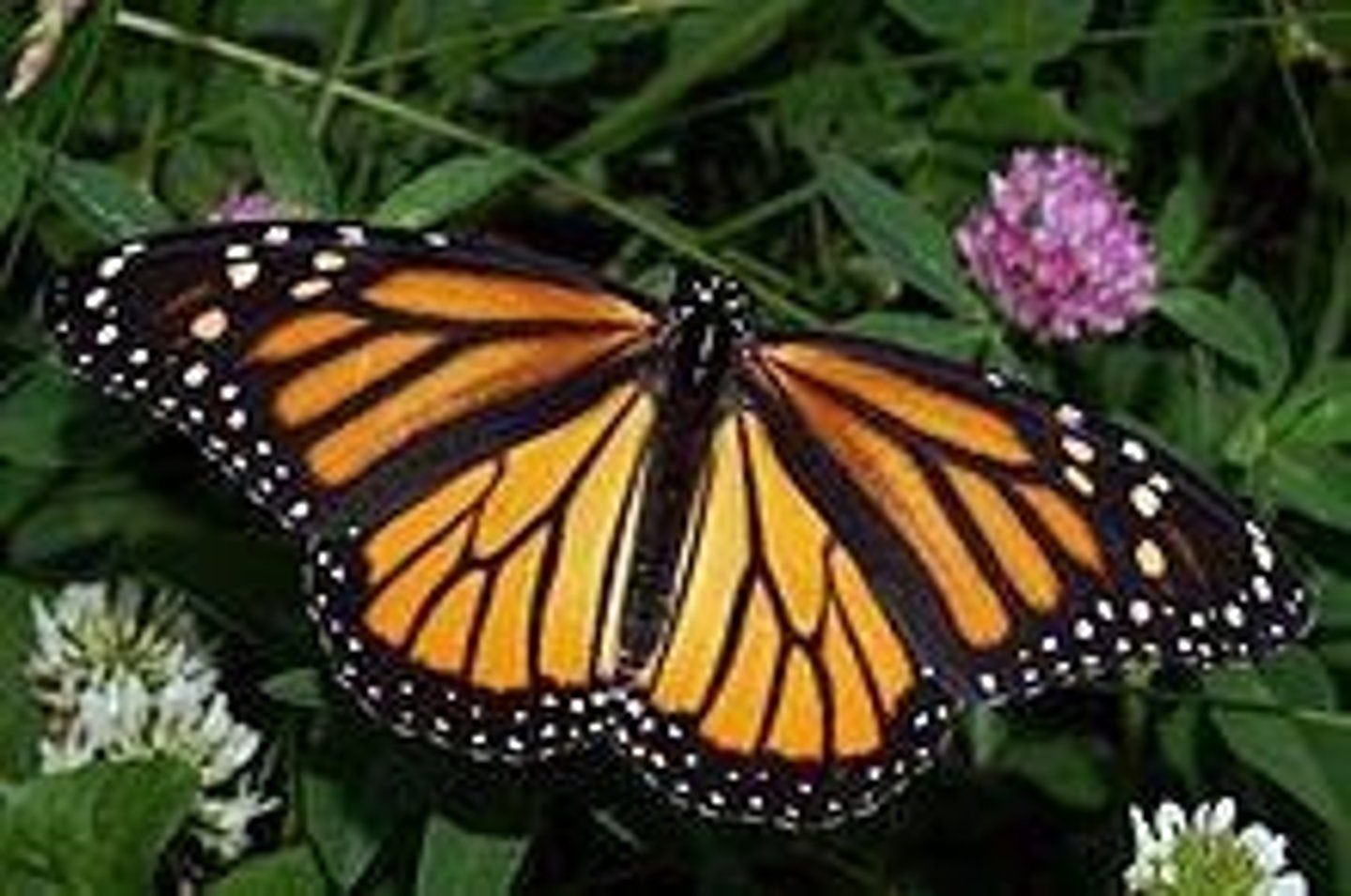 <p>Monarch butterflies</p>