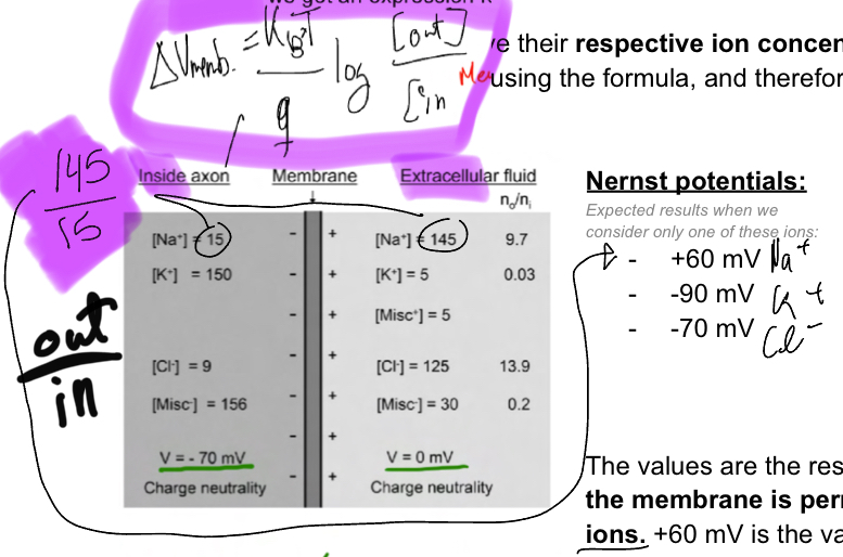 <p>The potential at which an ion stops flowing from in to out— affected by the ratio of ions in and out of the cell like this: Out/in</p>