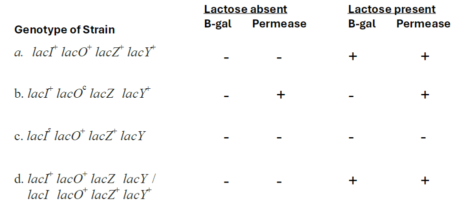 <p><strong>Strain a</strong>: lacI lacO lacZ lacY<br>āLactose absent: B-gal +, Permease -<br>āLactose present: B-gal +, Permease +</p><p><strong>Strain b</strong>: lacI+ lacO lacZ lacY<br>āLactose absent: B-gal +, Permease -<br>āLactose present: B-gal +, Permease +</p><p><strong>Strain c</strong>: lacI lacO lacZ lacY<br>āLactose absent: B-gal -, Permease -<br>āLactose present: B-gal +, Permease +</p><p><strong>Strain d</strong>: lacI lacO lacZ lacY / lacI lacO lacZ lacY<br>āLactose absent: B-gal +, Permease +<br>āLactose present: B-gal +, Permease +</p>