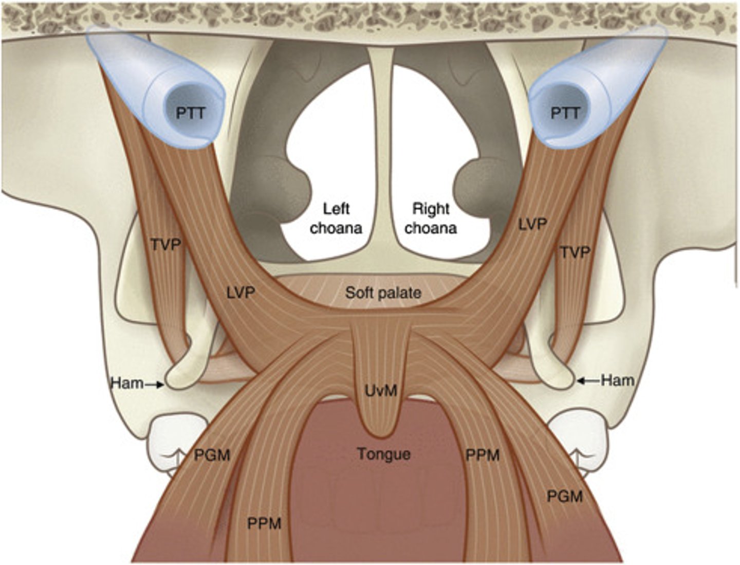 <p>The palatopharyngeus muscle originates from the soft palate and descends towards the pharynx, inserting into the walls of the pharynx.</p>