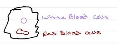 <ul><li><p>Discovered by Rudolph Virchow</p></li><li><p>white blood cells were giving birth to red blood cells</p></li></ul><p></p>