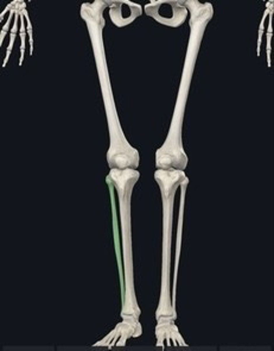 <p>Thinner lower leg bone parallel to tibia.</p>