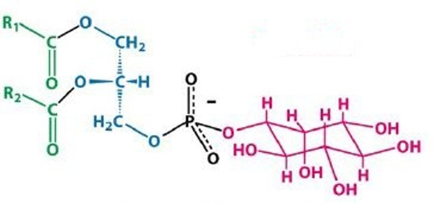 <p>abundant in membrane<br>hydroxyl-rich side group<br>extracellular<br>polar inositol head group</p>
