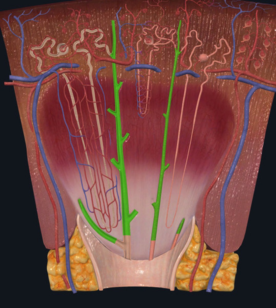 <p>ID Structure Highlighted Green</p>