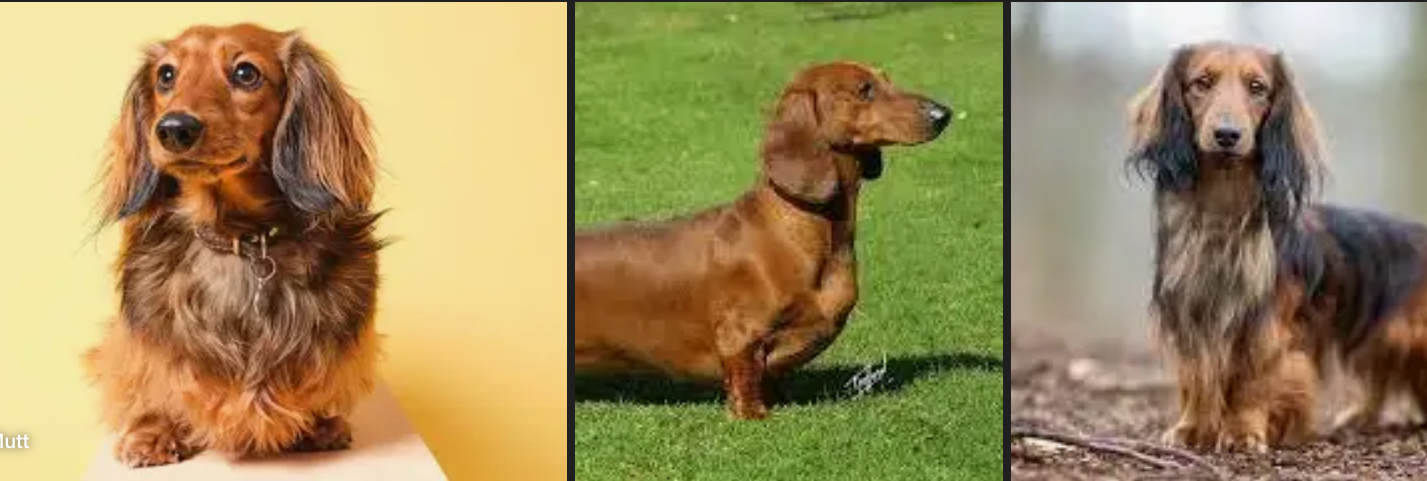 <p>DOG BREEDS: what is the breed?</p>