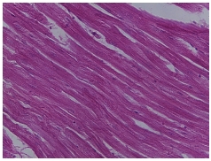 <p>what tissue is this?</p>