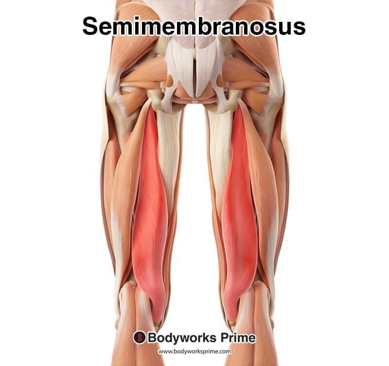 <p>Broad flat hamstring deep to semitendinosus same function. (Tibial nerve). ๐ Deeper medial sheet on Anatomage. ๐ก "Membrane = medial flat."</p>