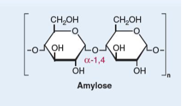 <ul><li><p>unbranched glucose units</p></li><li><p><span style="color: rgb(252, 252, 252);"><span>α(1→4)-linkages</span></span></p></li></ul><p></p>
