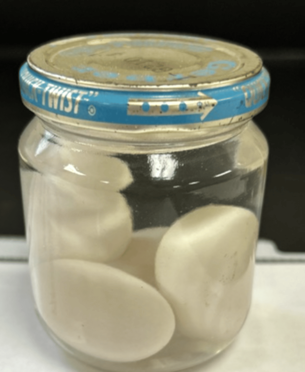 <p>what is the main physical difference between bird eggs and turtle eggs?</p>
