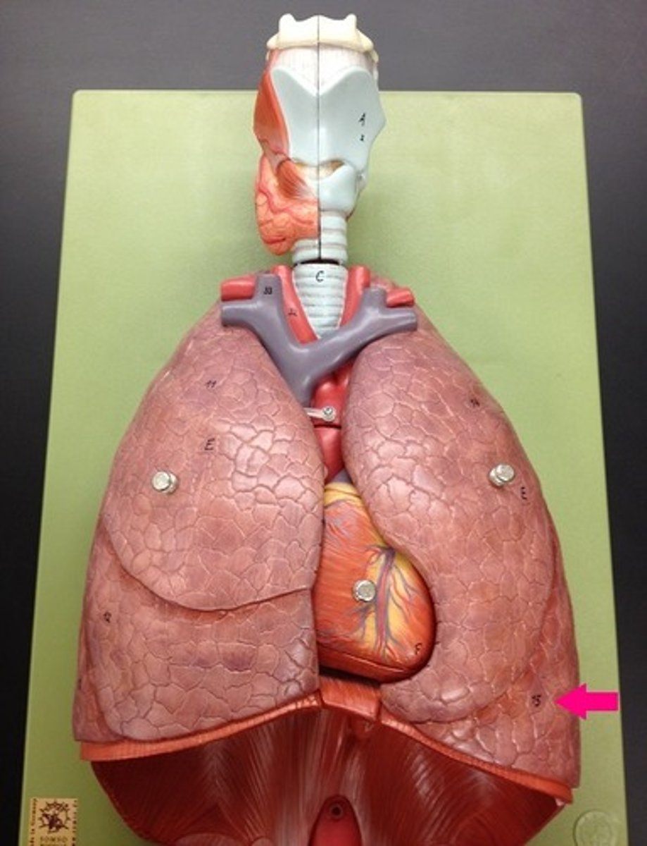 <p>Identify the lobe.</p>